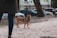 A small brown dog with a green collar stands on a dirt path in an urban park. The scene includes a person walking nearby, partially visible on the left side of the image. In the background, several parked cars and a fenced area line the street. Trees and buildings complete the urban setting.
