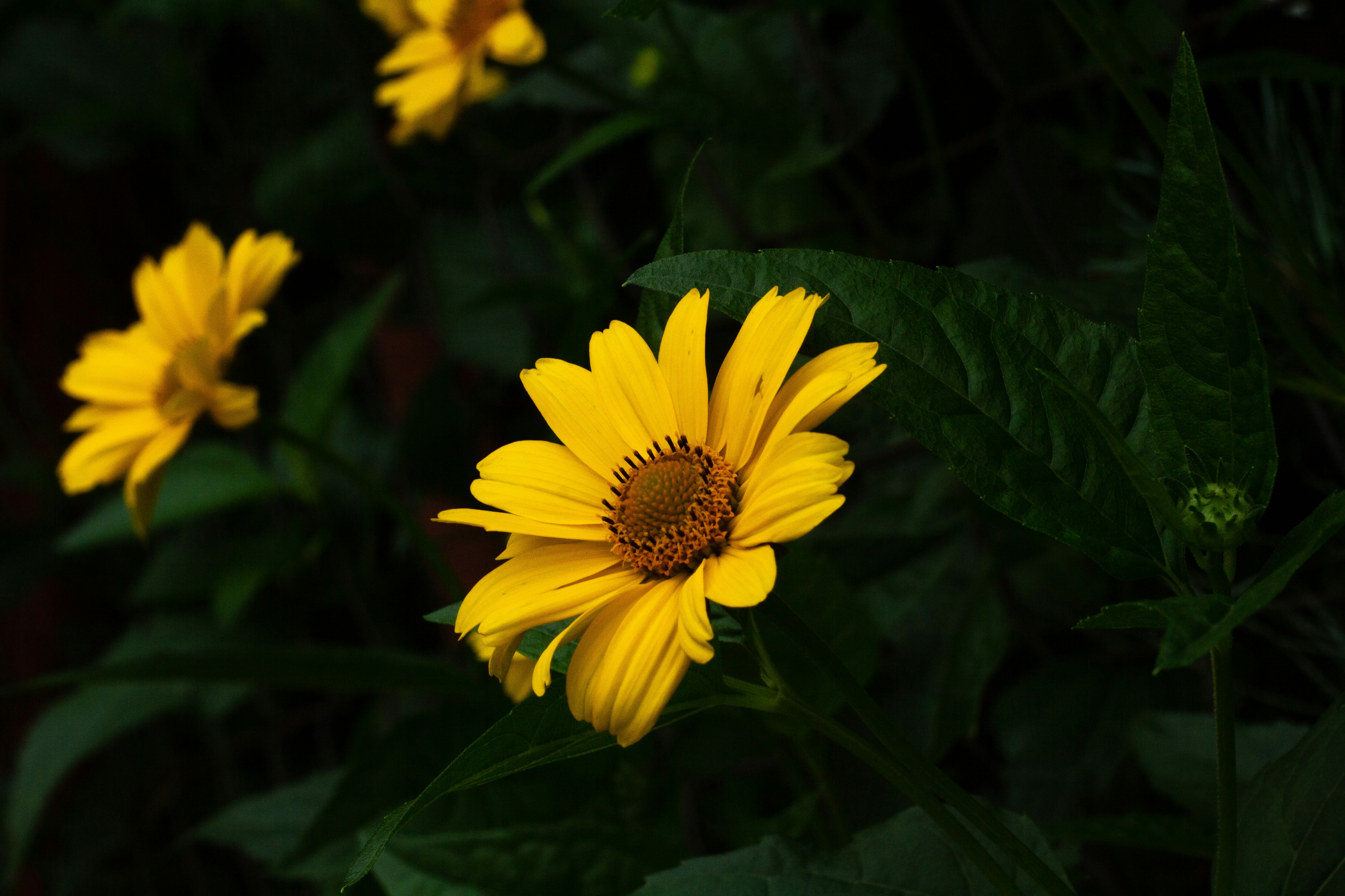 Photo by nocturnal_corvus