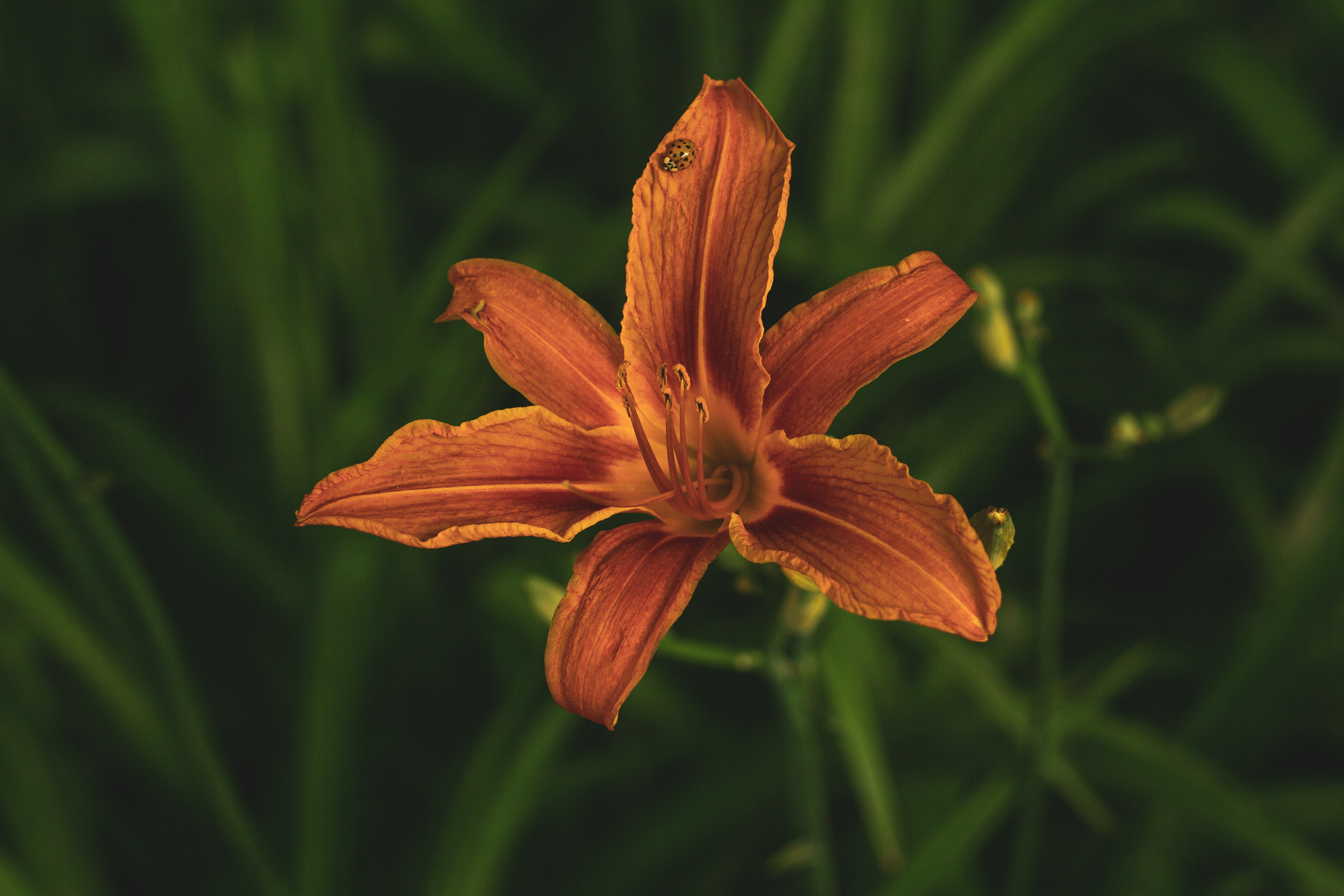 Photo by nocturnal_corvus