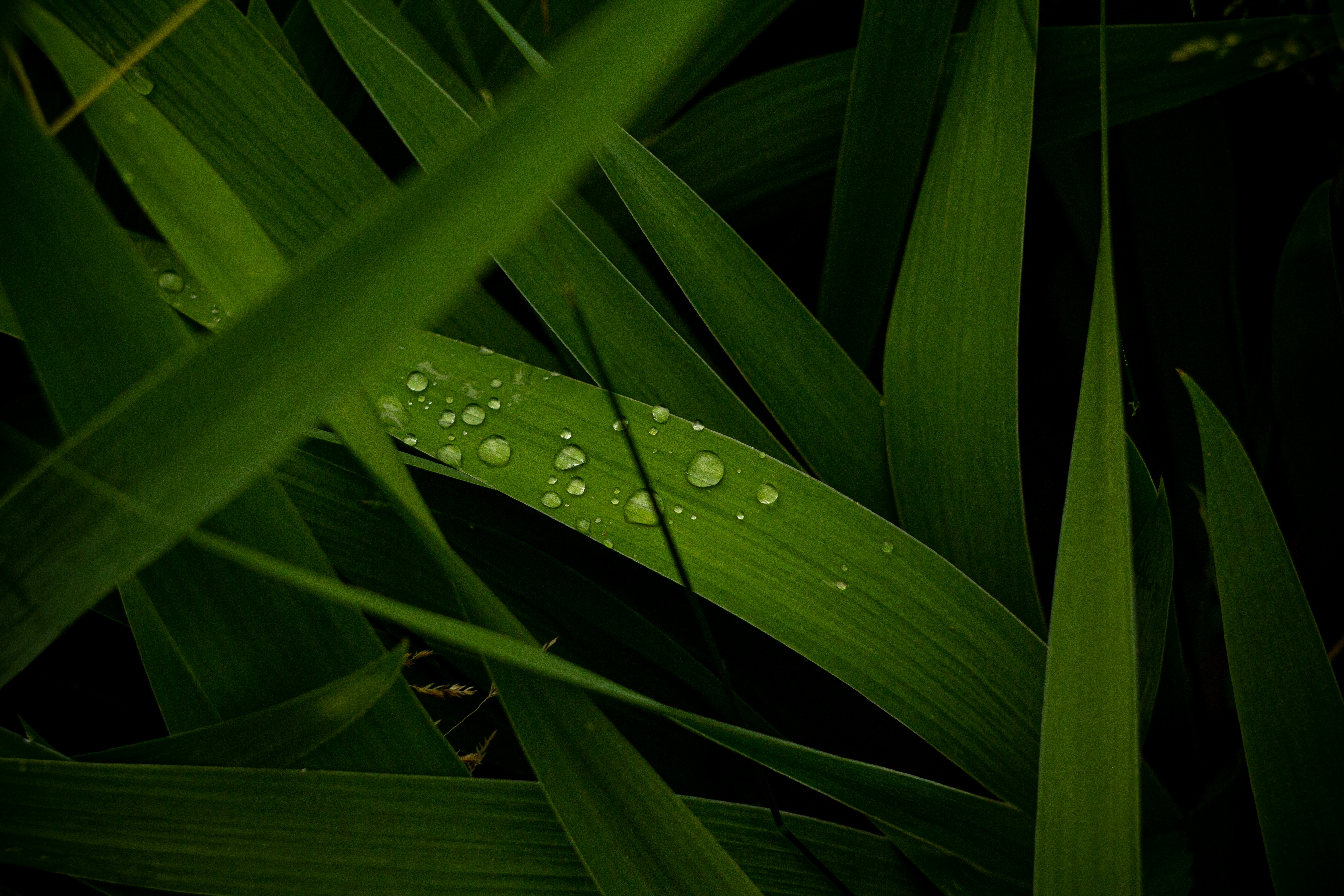 Photo by nocturnal_corvus