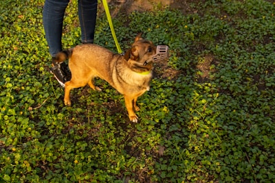 Dog calmly wearing a muzzle during a positive reinforcement training session.