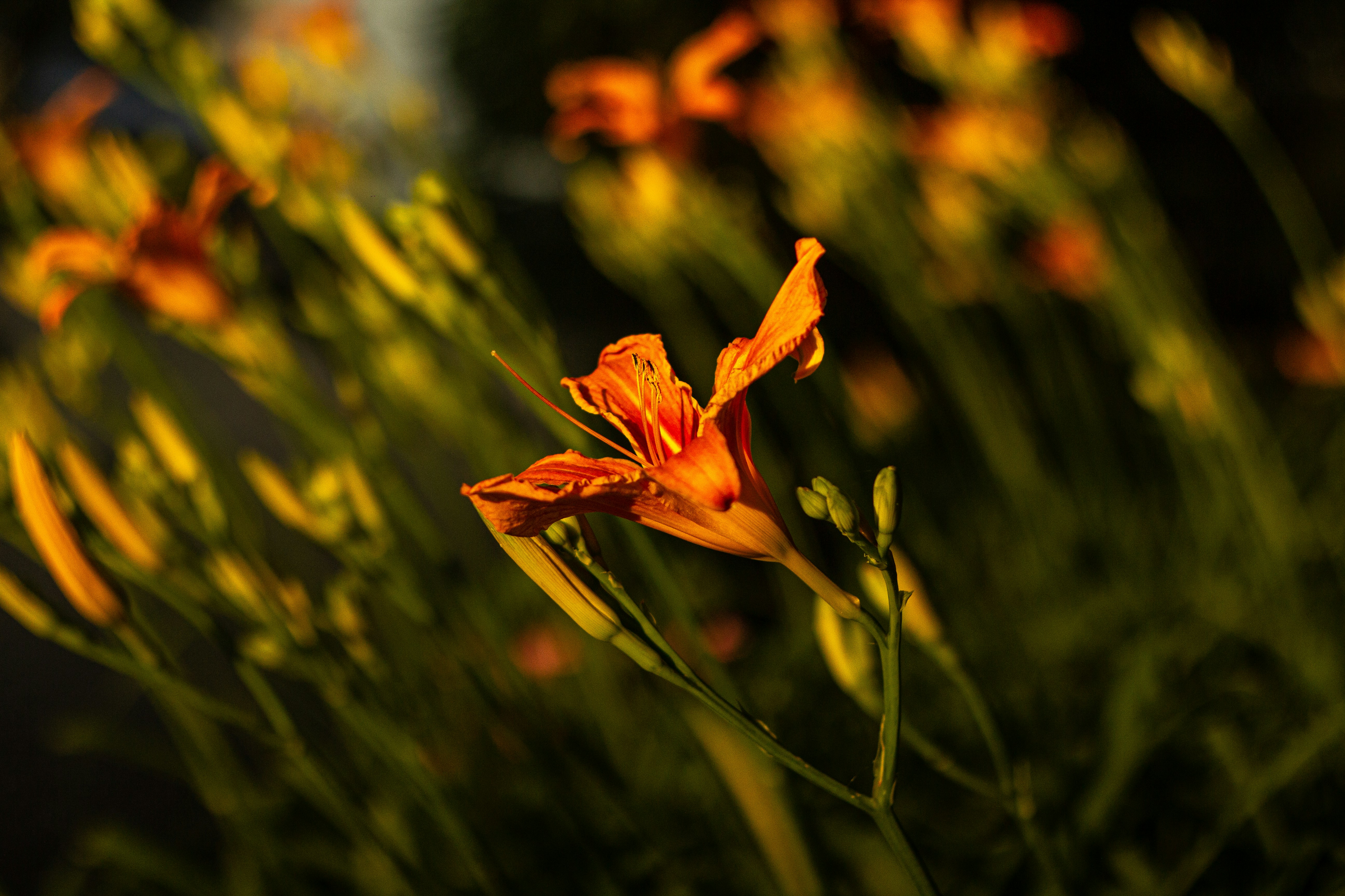 Photo by nocturnal_corvus