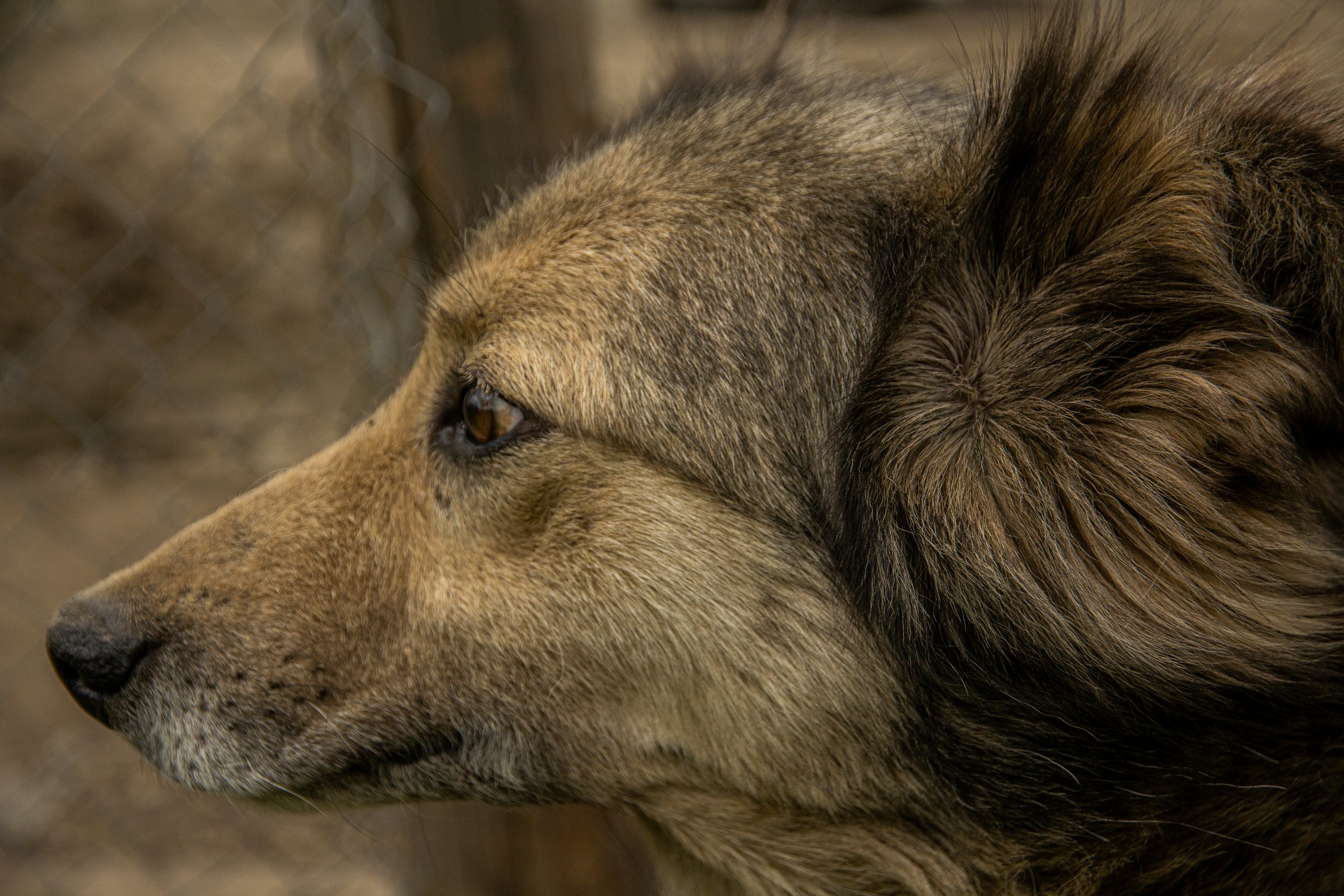 Photo by nocturnal_corvus