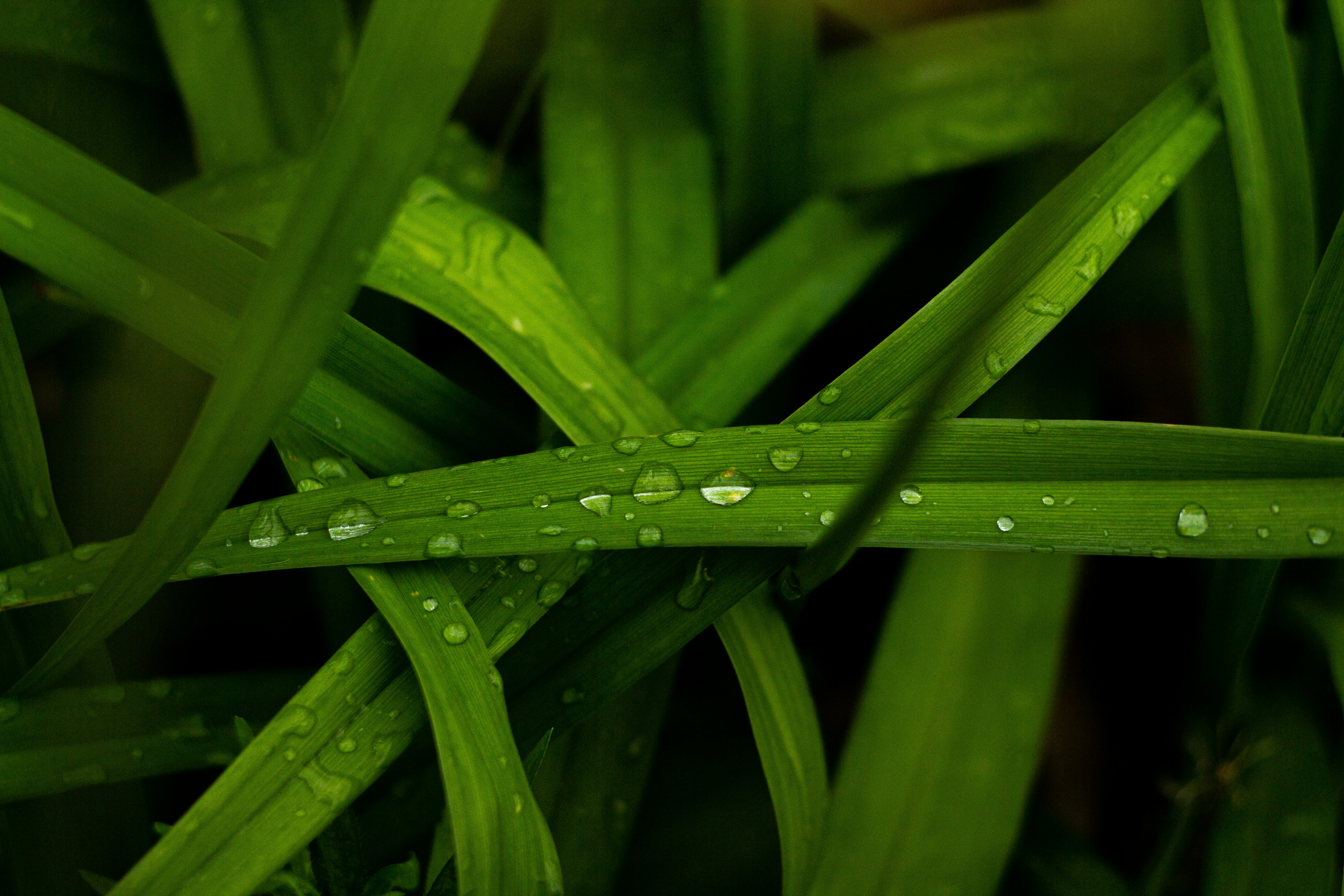 Photo by nocturnal_corvus