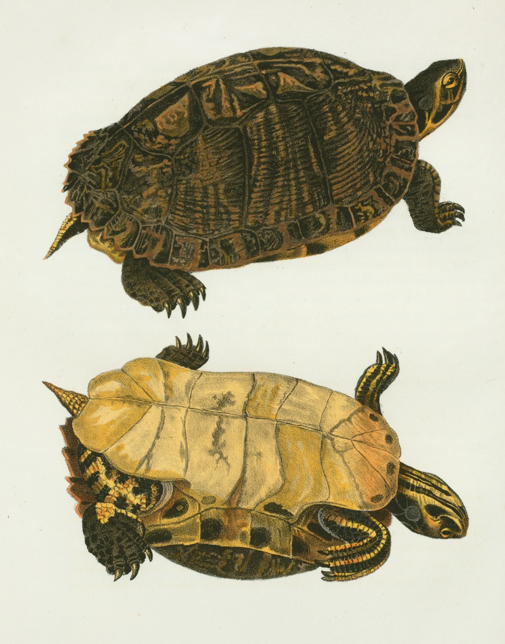 Un dibujo de dos tortugas sobre un fondo blanco