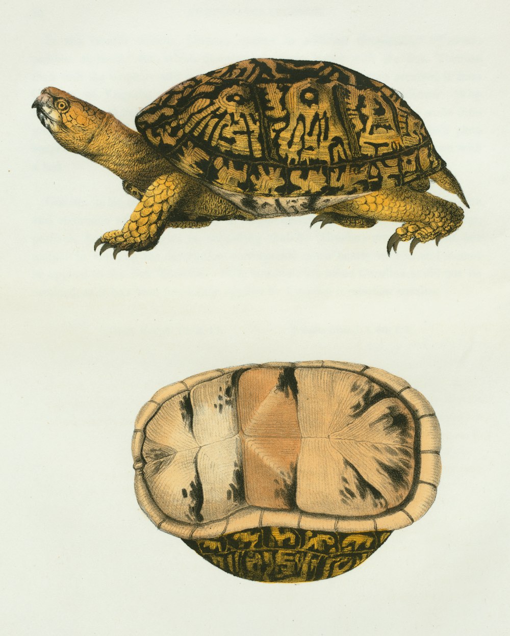 a drawing of a turtle and a turtle shell
