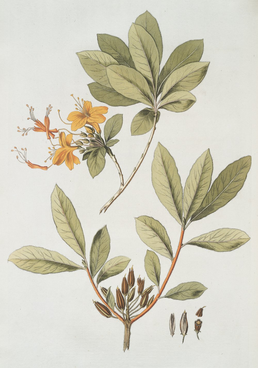 eine Zeichnung einer Pflanze mit Blättern und Blüten