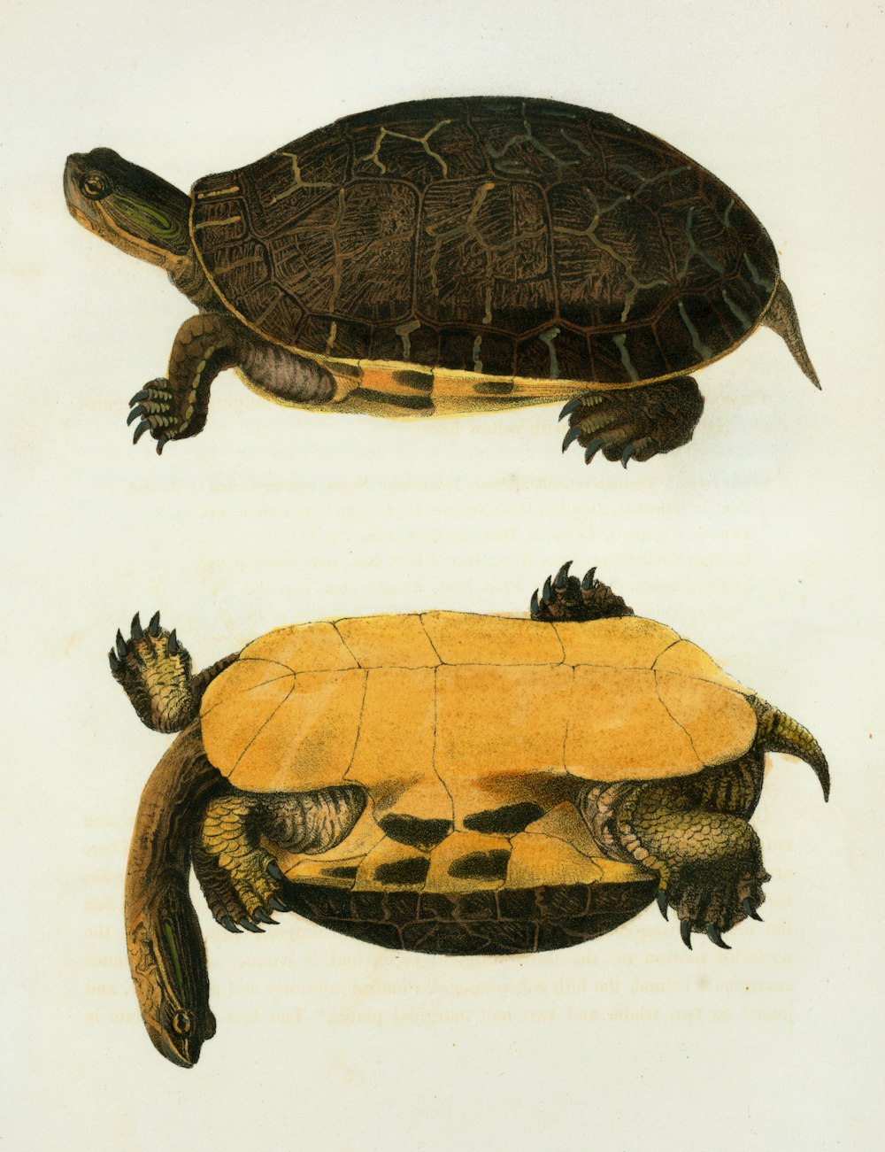 Un dibujo de una tortuga y una tortuga sobre un fondo blanco