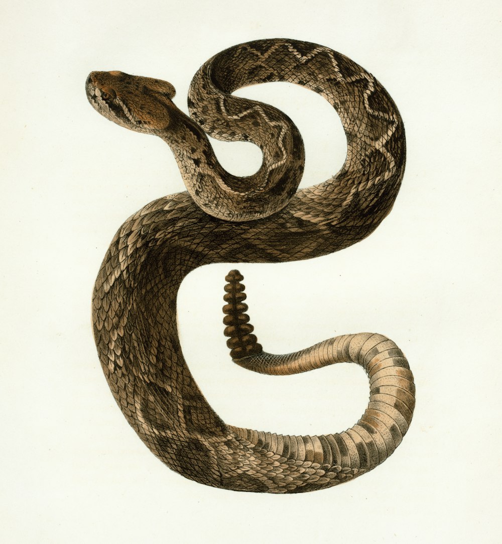 Un disegno di un serpente su uno sfondo bianco