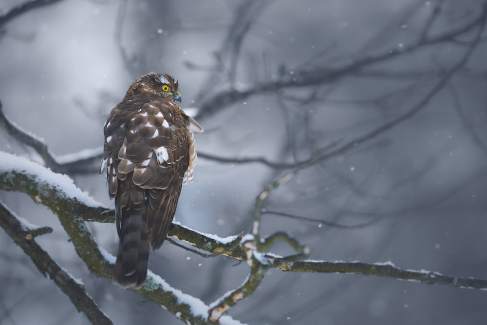 a bird sitting on a branch in the snow