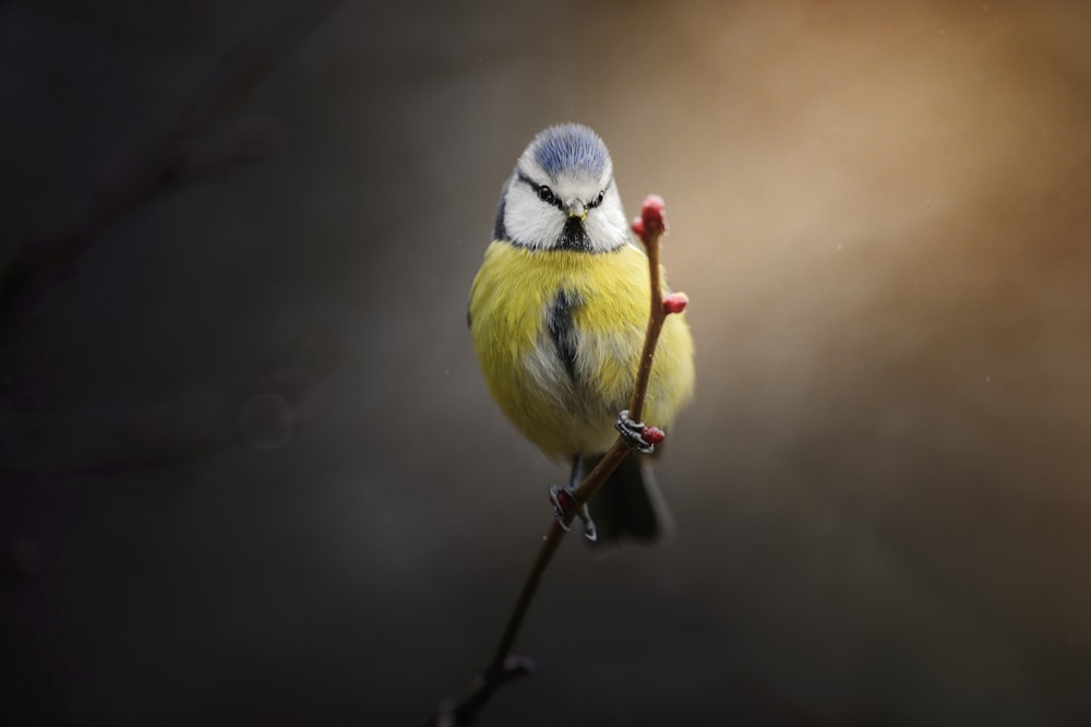 Un pequeño pájaro amarillo sentado en la cima de la rama de un árbol