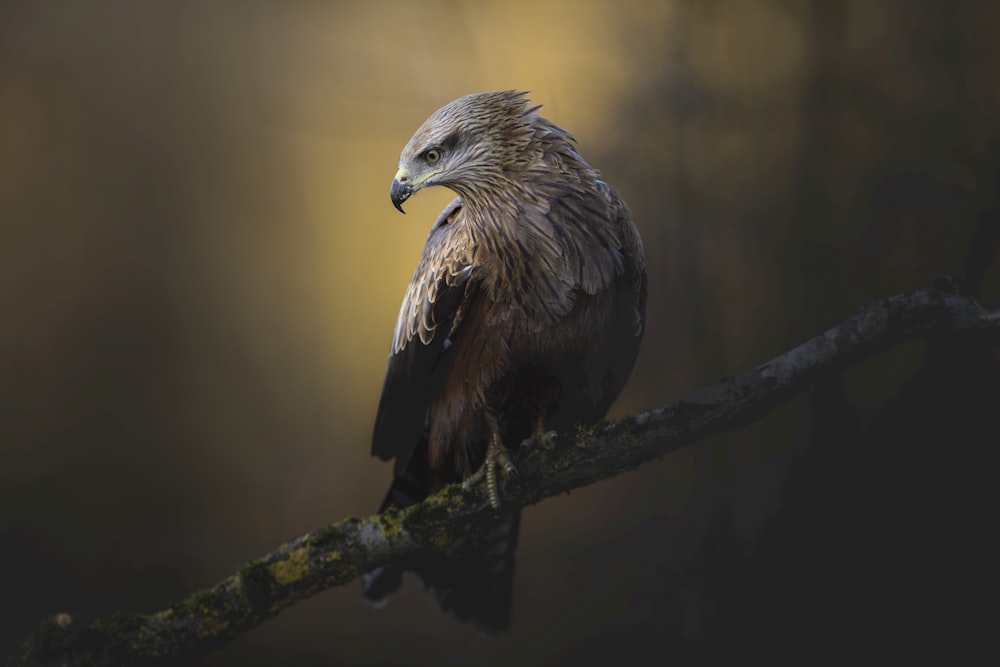 a bird sitting on a branch in the dark