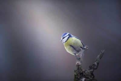 Bluetit