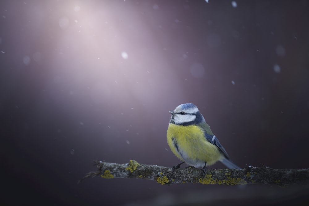 a small bird sitting on a branch in the snow