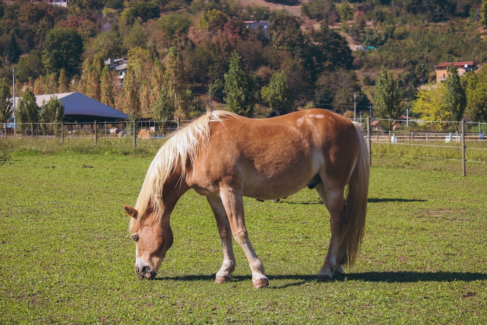 a brown and white horse grazing in a field
