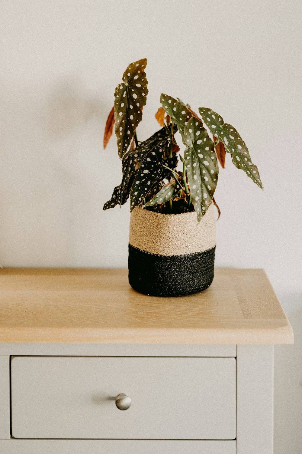 a potted plant sitting on top of a wooden table