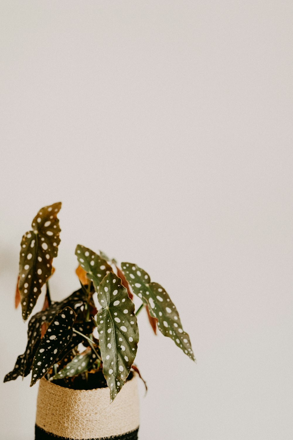 a potted plant sitting on top of a table