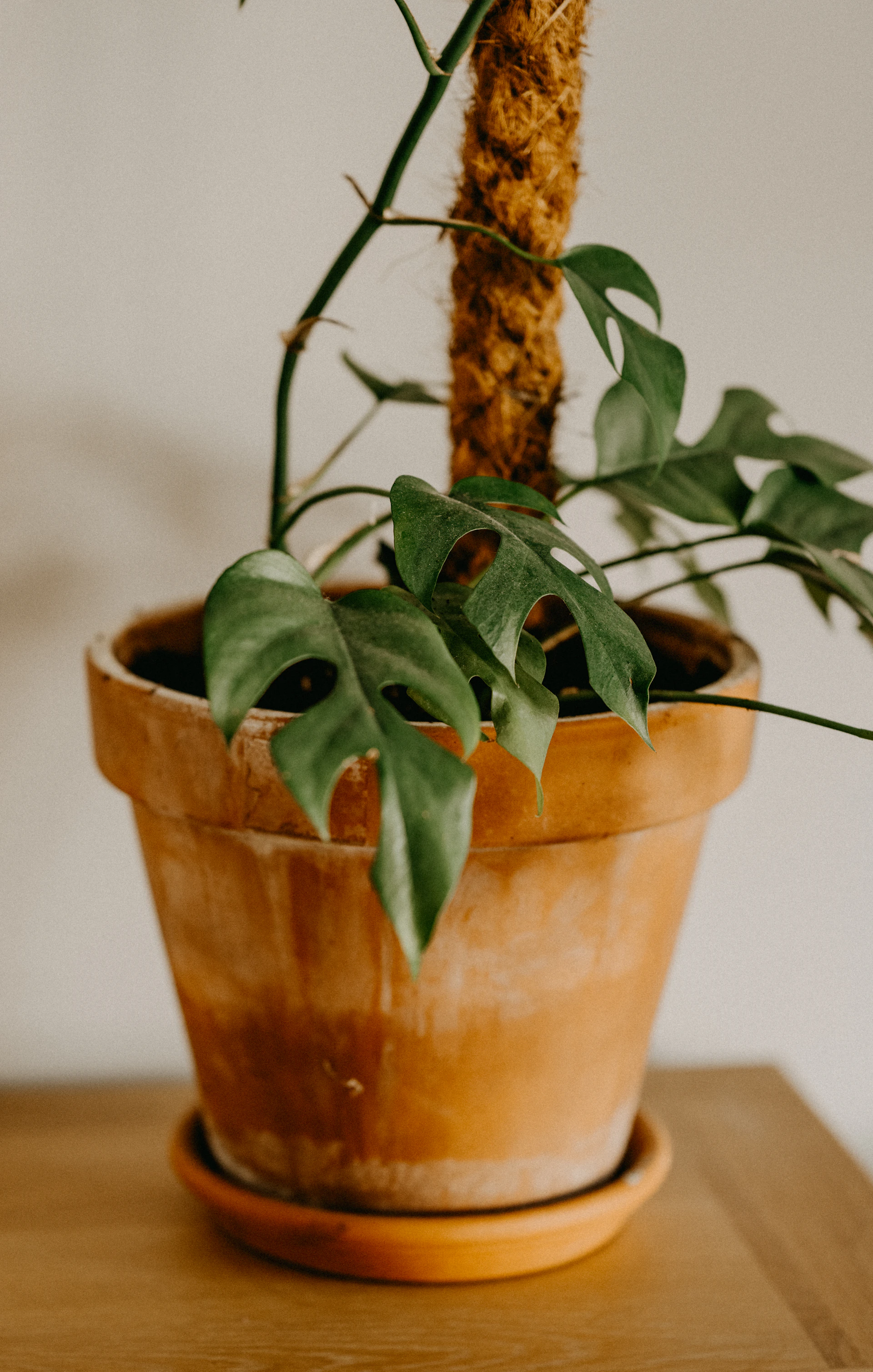 a potted plant with green leaves on a table