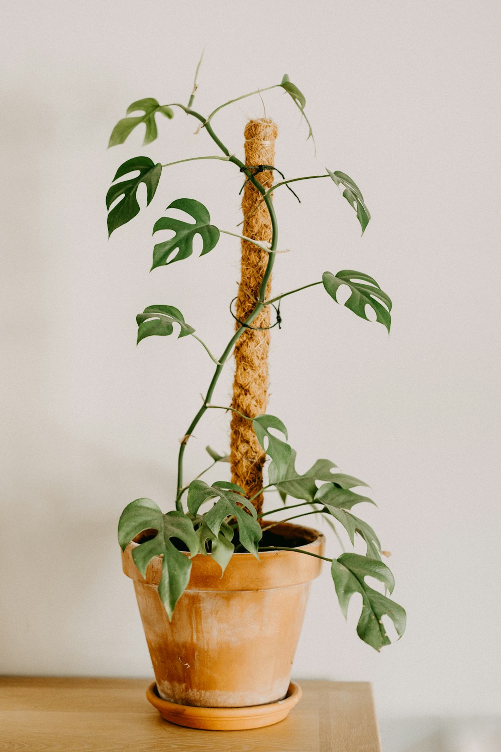 a potted plant on a table with a stick sticking out of it