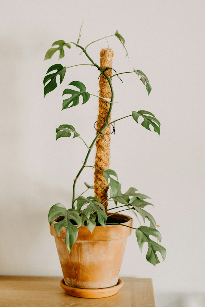 Monstera Deliciosa