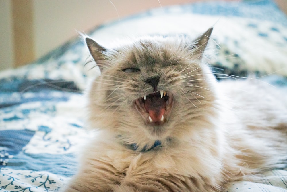 a cat yawns while laying on a bed