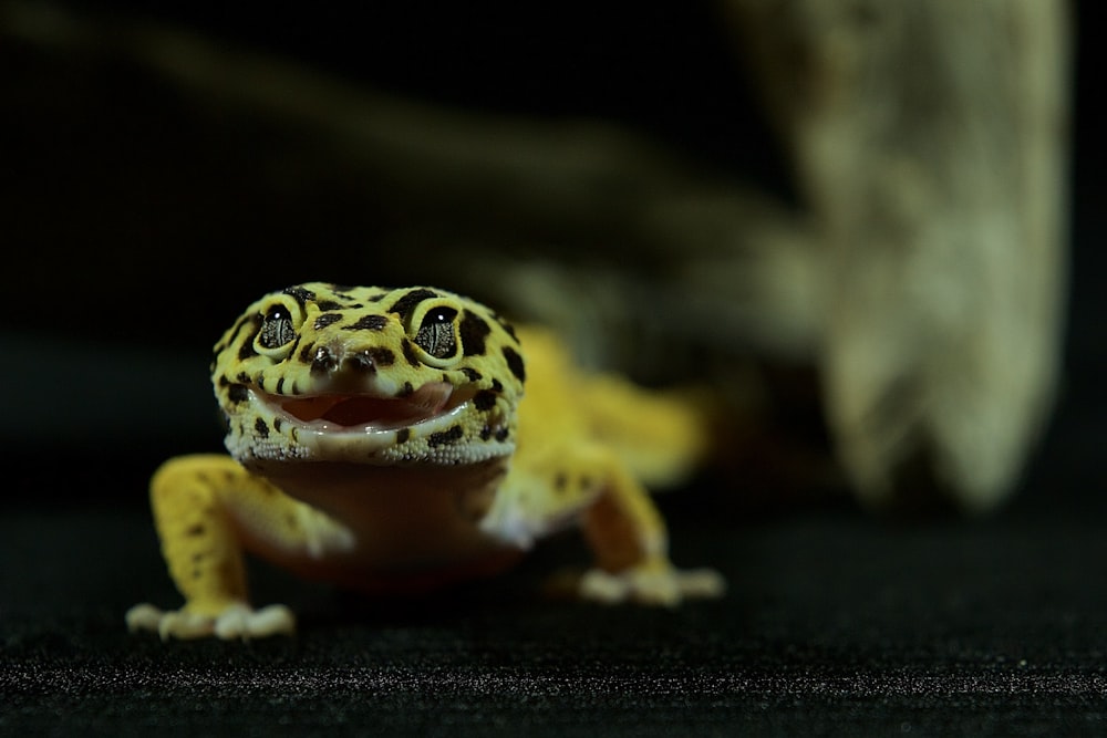 a close up of a small yellow and black frog
