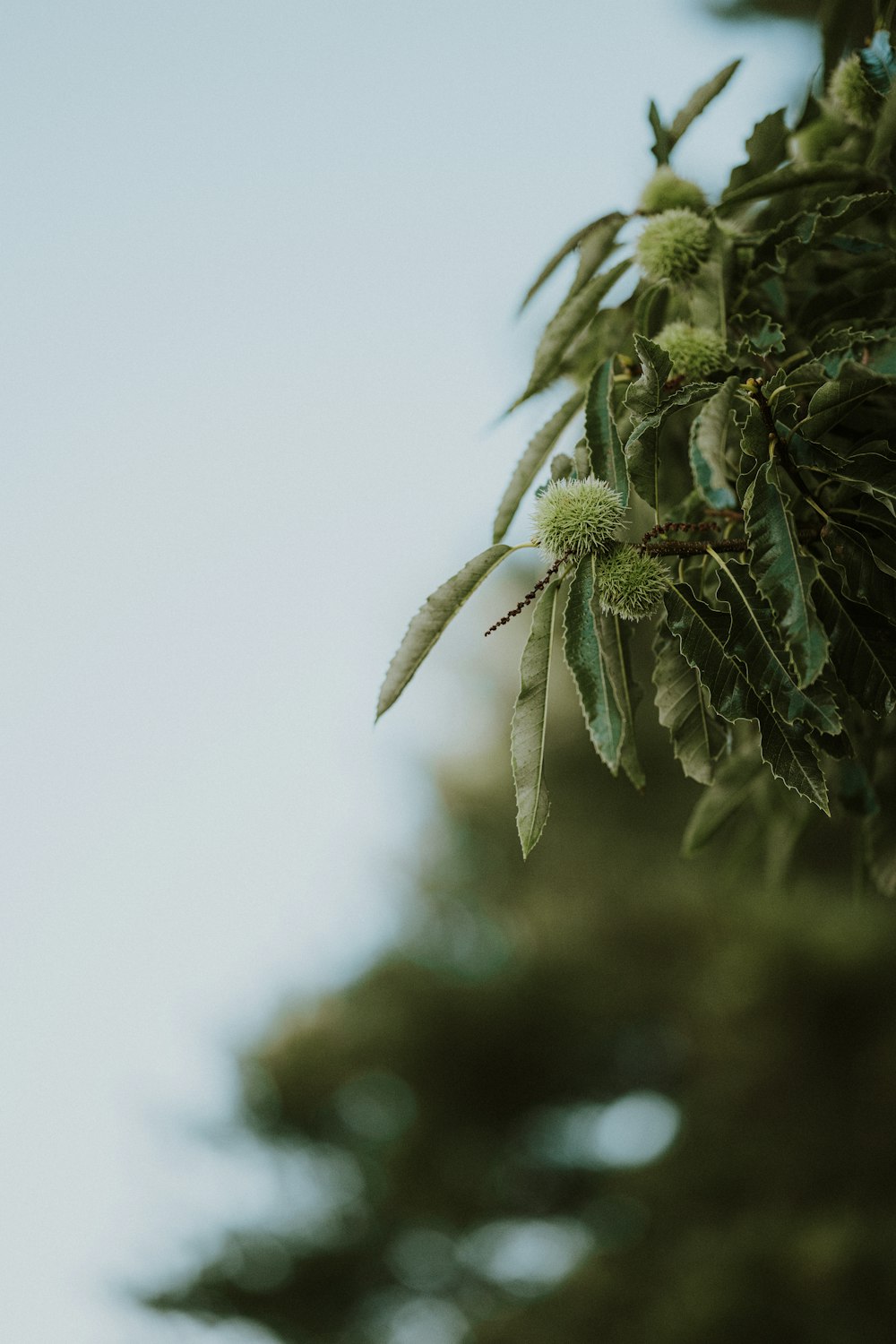 a close up of a tree branch with leaves