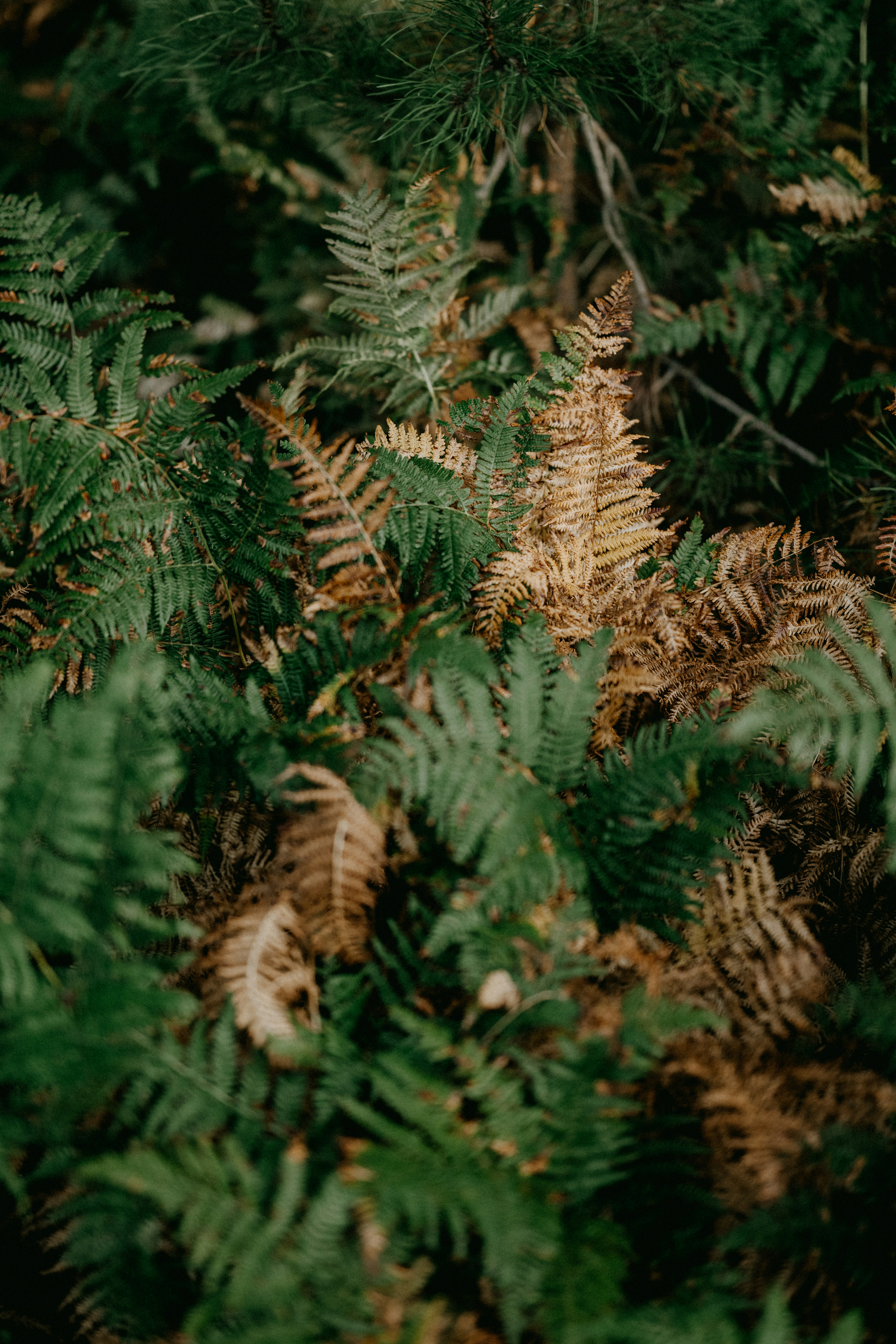 Photo by anniespratt