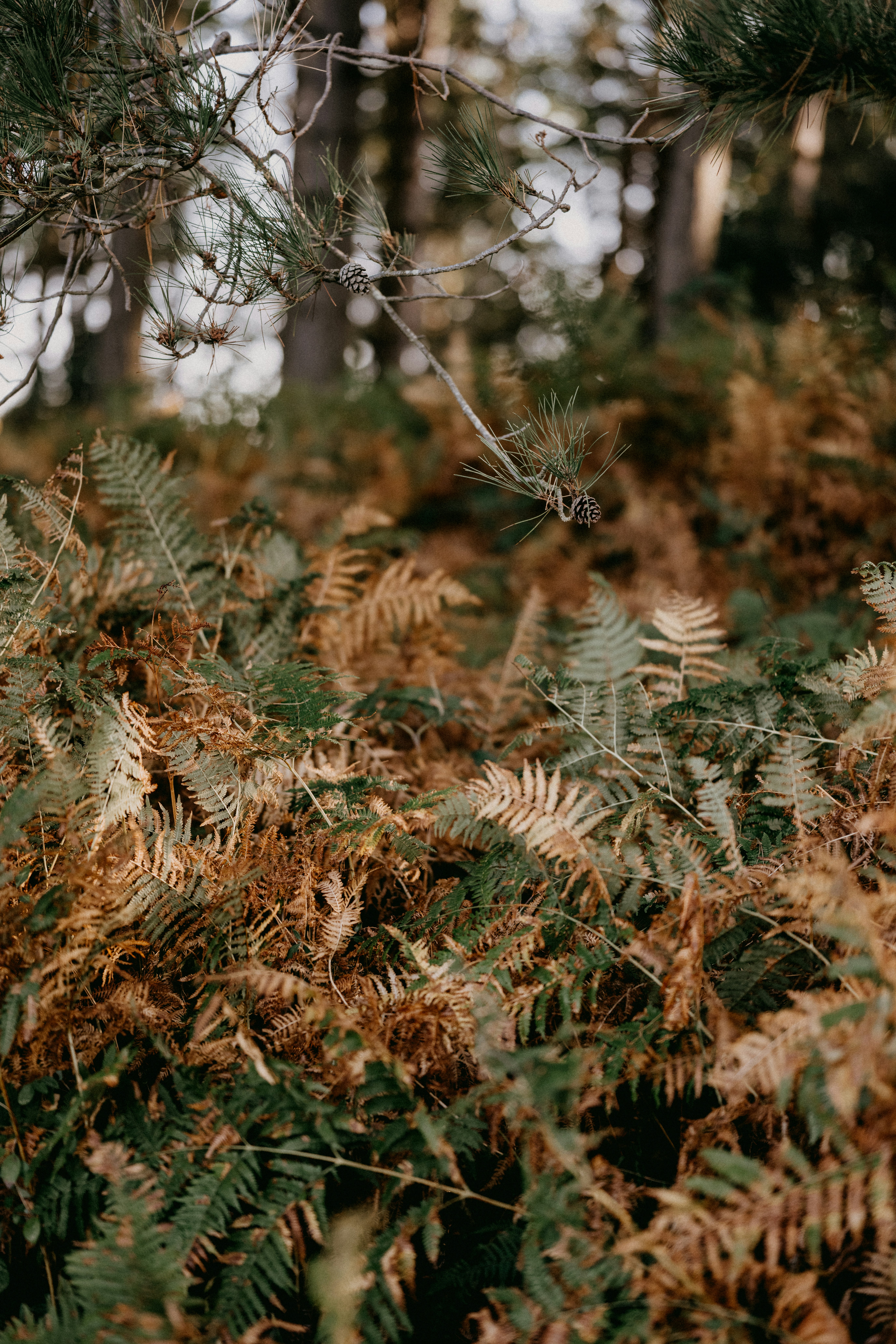 Photo by anniespratt