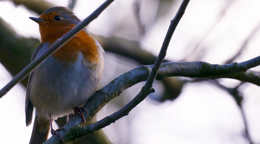 a small bird perched on a tree branch