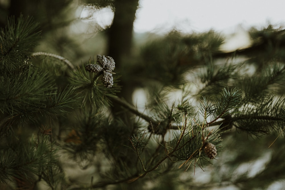 a close up of a tree