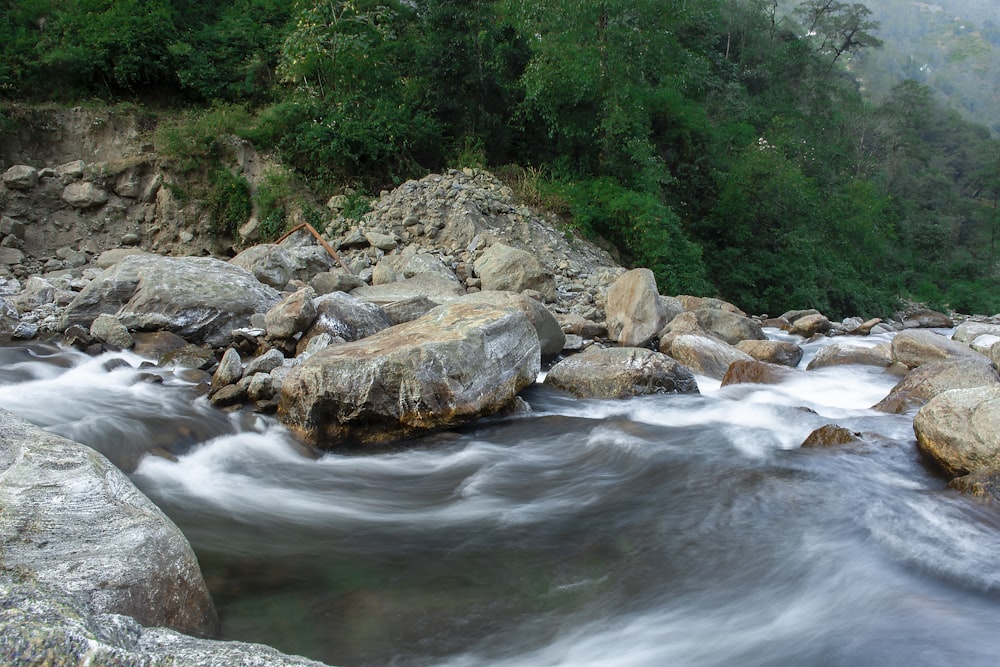 a stream of water running through a lush green forest