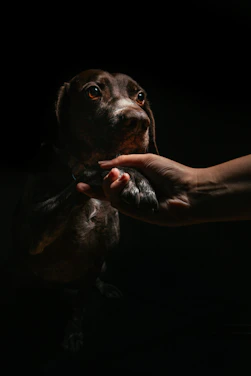 A caring veterinarian gently examining a happy dog in a bright, welcoming clinic.