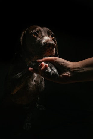 A close-up view of a dog extending its paw, which is being held gently by a human hand. The scene is dimly lit with focused lighting on the dog's face, highlighting its attentive eyes and calm expression.