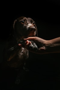A close-up view of a dog extending its paw, which is being held gently by a human hand. The scene is dimly lit with focused lighting on the dog's face, highlighting its attentive eyes and calm expression.