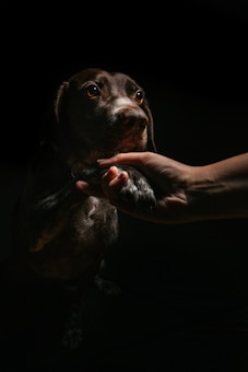 A close-up view of a dog extending its paw, which is being held gently by a human hand. The scene is dimly lit with focused lighting on the dog's face, highlighting its attentive eyes and calm expression.