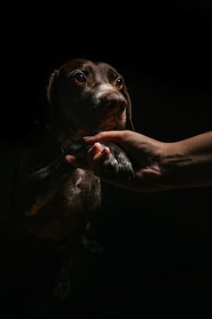A close-up view of a dog extending its paw, which is being held gently by a human hand. The scene is dimly lit with focused lighting on the dog's face, highlighting its attentive eyes and calm expression.