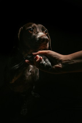 A close-up view of a dog extending its paw, which is being held gently by a human hand. The scene is dimly lit with focused lighting on the dog's face, highlighting its attentive eyes and calm expression.