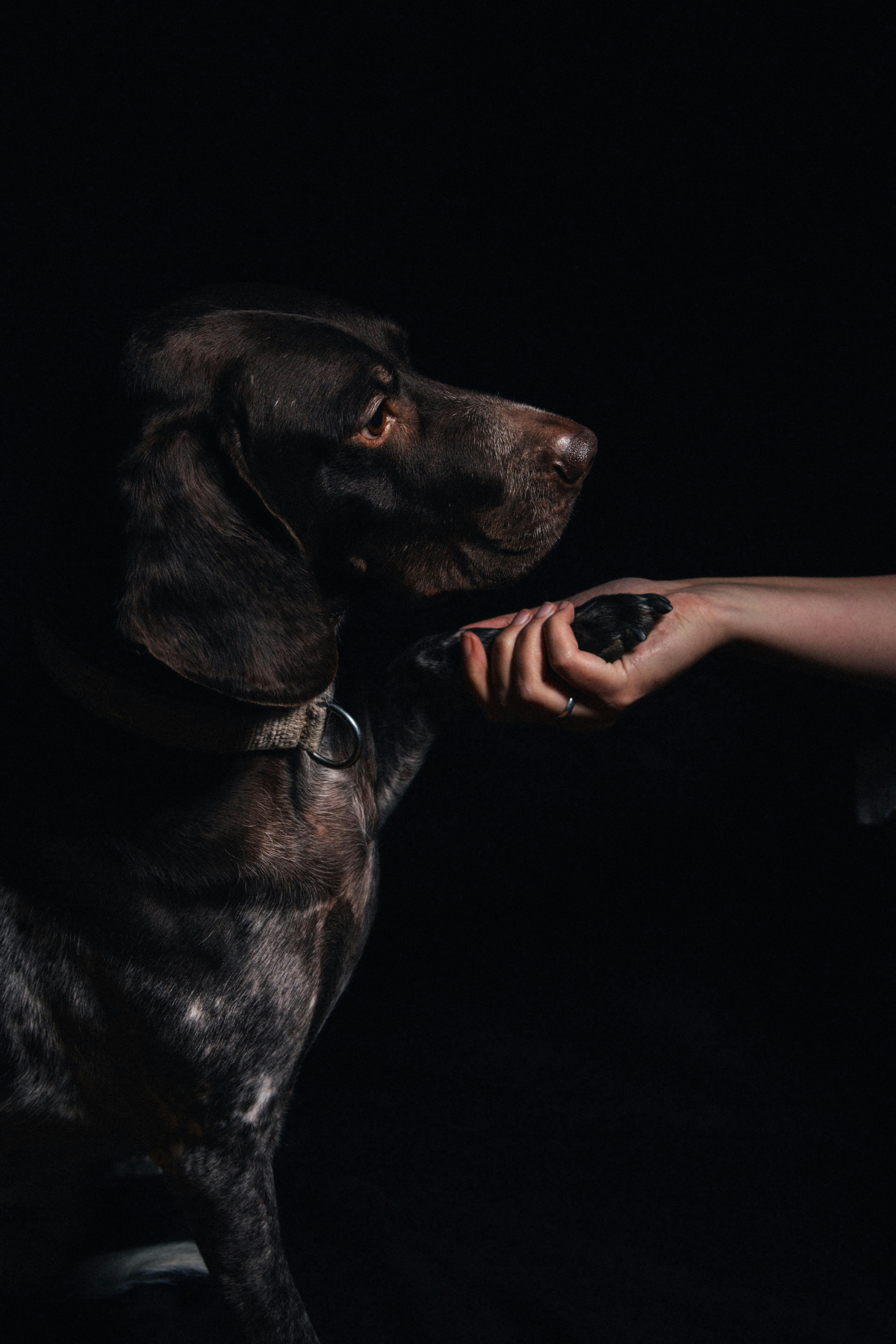Una persona alimentando a un perro con algo con la mano