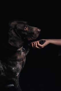 a person feeding a dog something with their hand