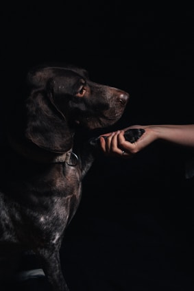 a person feeding a dog something with their hand
