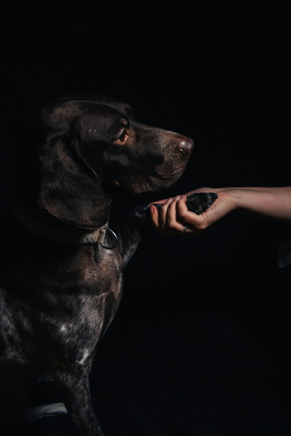 a person feeding a dog something with their hand