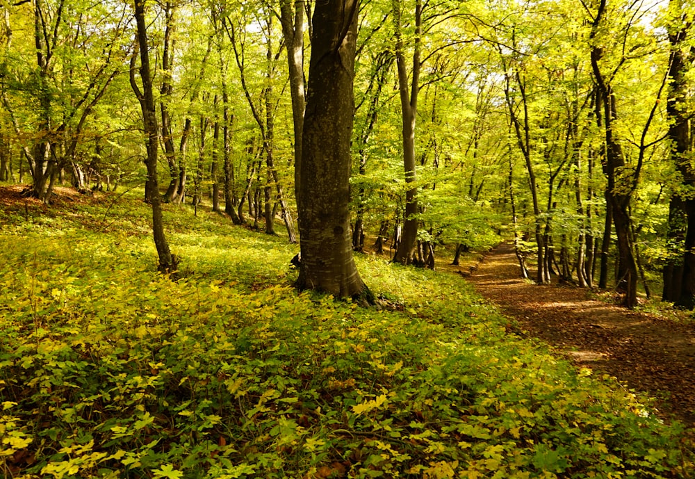 a path through a forest with lots of trees