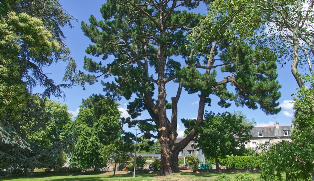 a large tree sitting in the middle of a lush green park