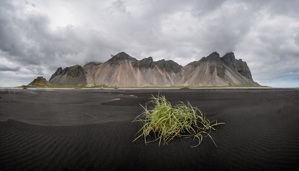 a small patch of grass in the middle of a desert