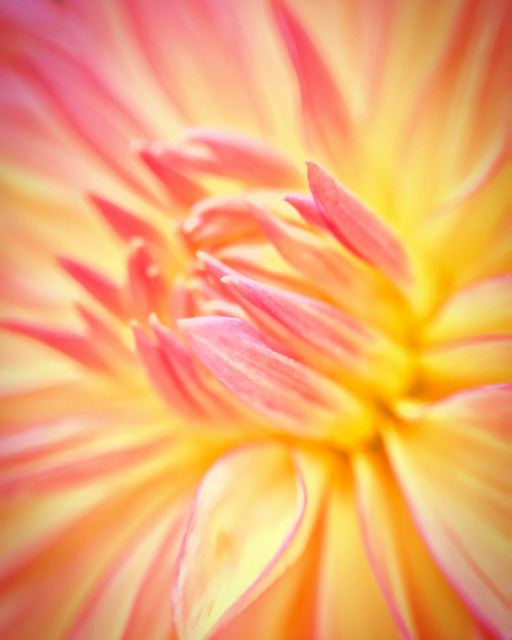 a close up of a pink and yellow flower