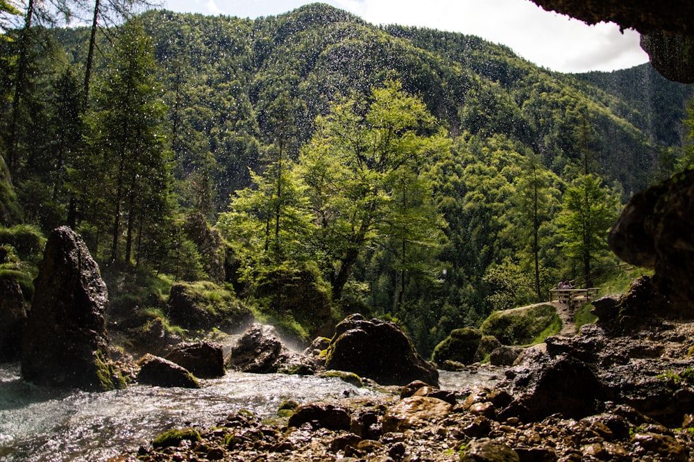 a river running through a lush green forest