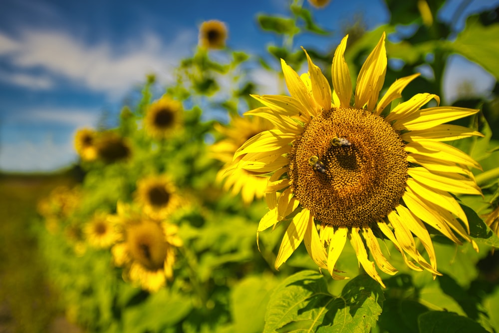 a field of sunflowers with a bee on it