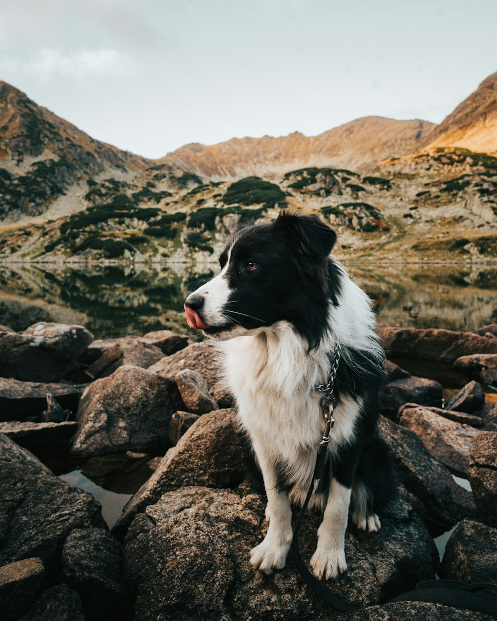 a black and white dog sitting on top of a pile of rocks