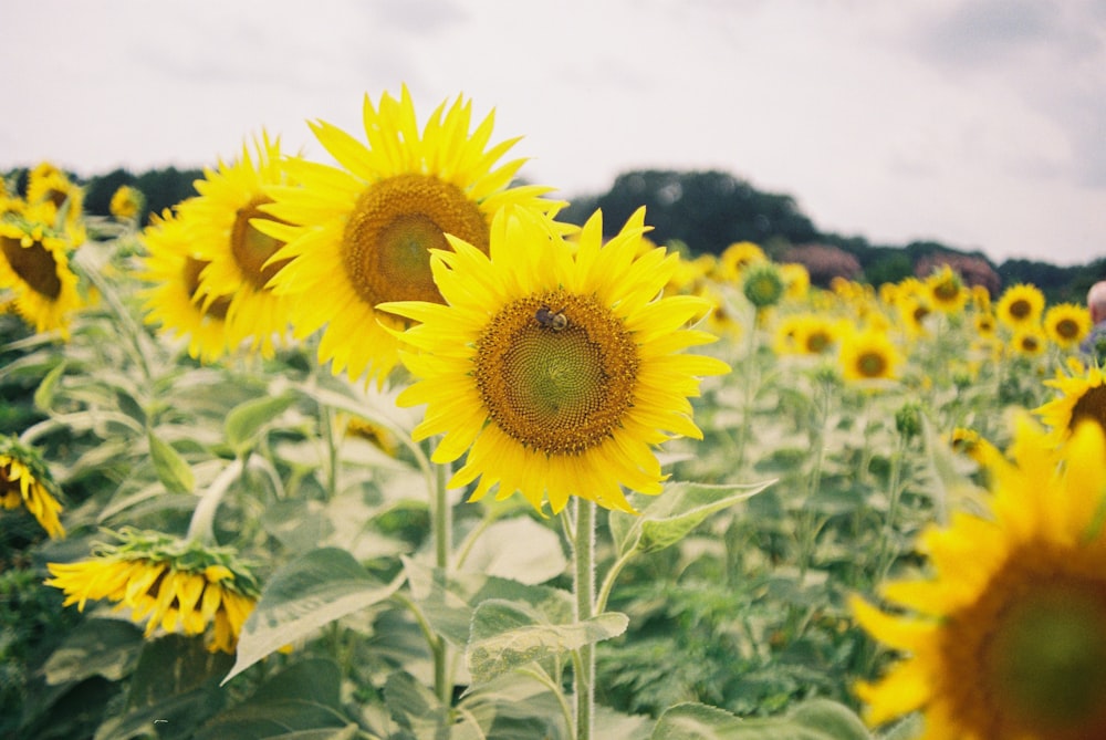 a large field of sunflowers with a person in the background